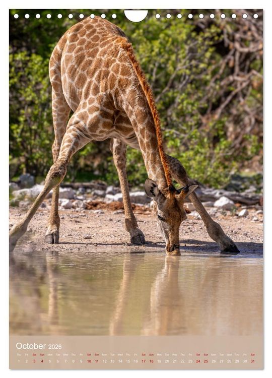 Produktbild: Giraffe Tales (Wall Calendar 2026 DIN A4 portrait), CALVENDO 12 Month Wall Calendar
