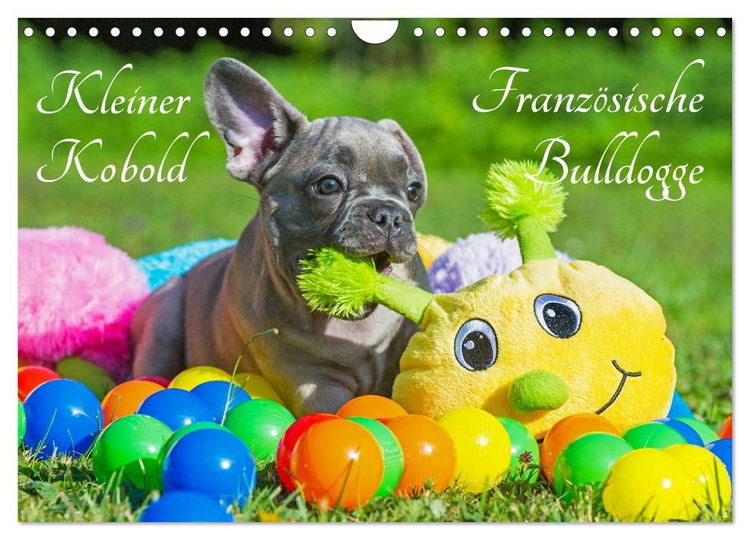 Produktbild: Kleiner Kobold Franz&ouml;sische Bulldogge (Wandkalender 2026 DIN A4 quer), CALVENDO Monatskalender