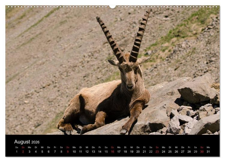 Produktbild: Steinwild in den Schweizer Voralpen (hochwertiger Premium Wandkalender 2026 DIN A2 quer), Kunstdruck in Hochglanz