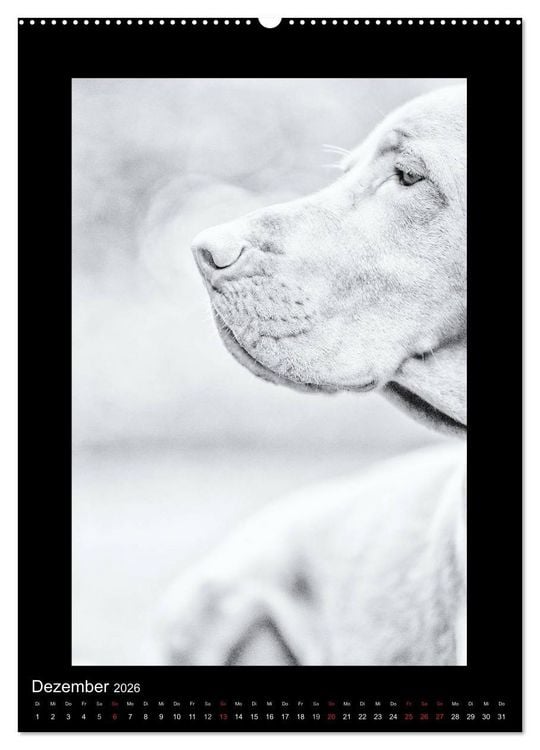 Produktbild: Vizsla-Liebe (Wandkalender 2026 DIN A2 hoch), CALVENDO Monatskalender