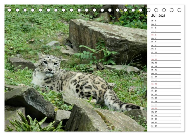Produktbild: Der Schneeleopard (Tischkalender 2026 DIN A5 quer), CALVENDO Monatskalender