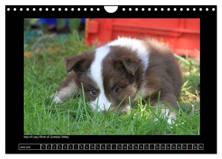 Produktbild: Islandhund - Welpen / CH-Version (Wandkalender 2026 DIN A4 quer), CALVENDO Monatskalender