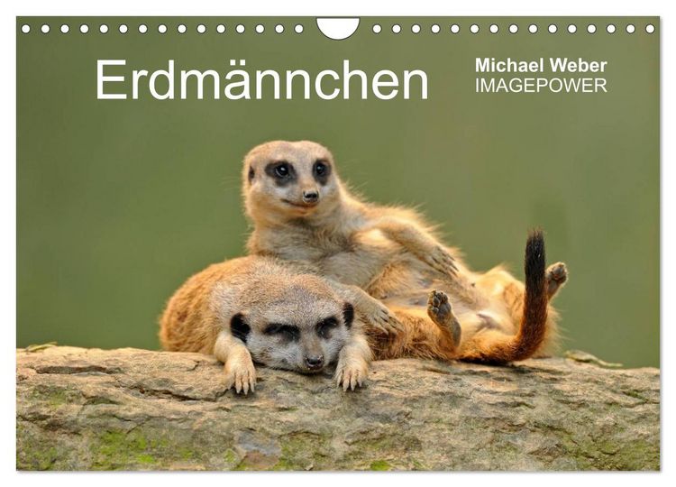 Produktbild: Erdm&auml;nnchen - Tierkinder (Wandkalender 2026 DIN A4 quer), CALVENDO Monatskalender
