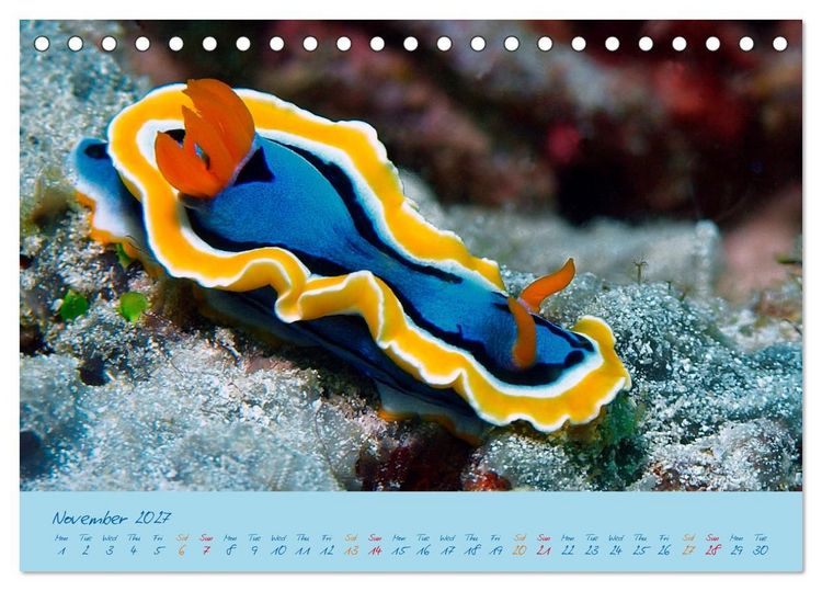 Produktbild: Sea Slugs - Little Wonders - Pure Beauties (Desk Calendar 2027 DIN A5 landscape), CALVENDO 12 Month DeskCalendar
