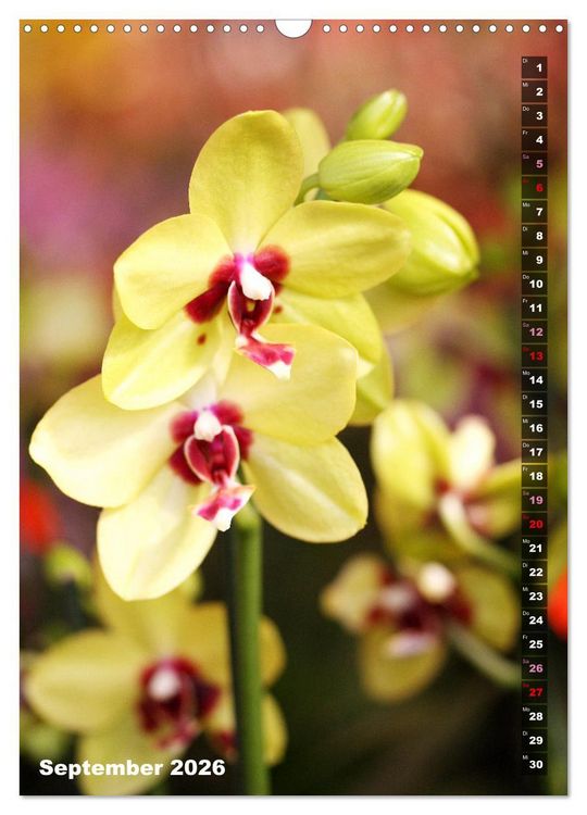 Produktbild: Phalaenopsis - Sch&ouml;ne Schmetterlingsorchideen (Wandkalender 2026 DIN A3 hoch), CALVENDO Monatskalender
