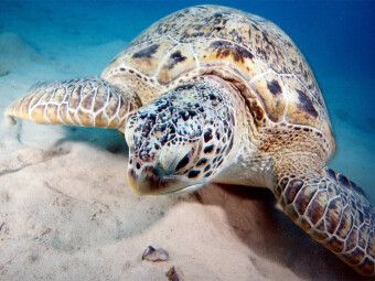 Produktbild: CALVENDO Puzzle Portrait Unterwasserschildkr&ouml;te | 1000 Teile Lege-Gr&ouml;&szlig;e 64x48cm Foto-Puzzle f&uuml;r gl&uuml;ckliche Stunden