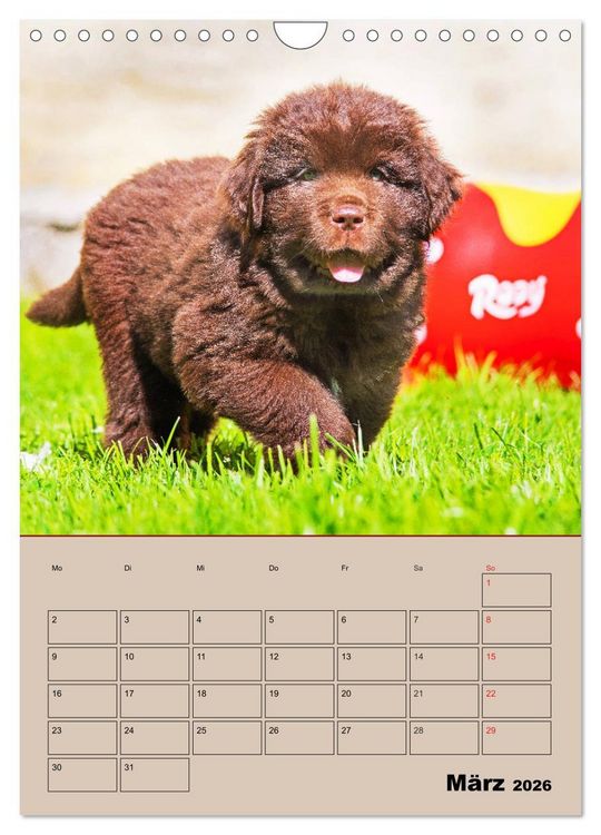 Produktbild: Familienplaner Neufundl&auml;nder Welpen (Wandkalender 2026 DIN A4 hoch), CALVENDO Monatskalender