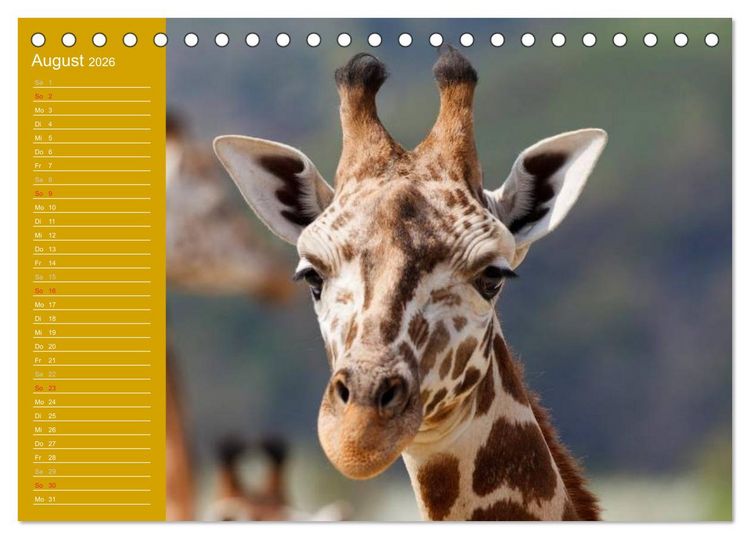 Produktbild: Giraffen / Geburtstagskalender (Tischkalender 2026 DIN A5 quer), CALVENDO Monatskalender
