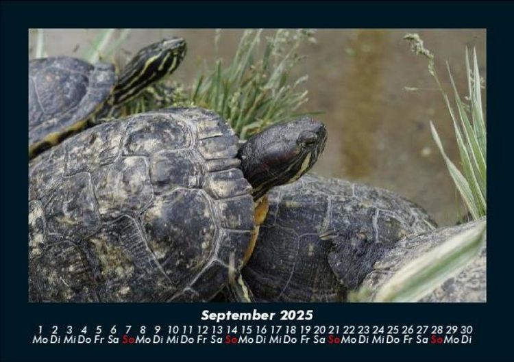 Produktbild: Schildkr&ouml;tenzauber 2025 Fotokalender DIN A5
