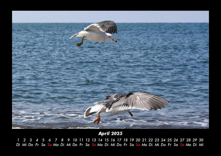 Produktbild: M&ouml;wen 2025 Fotokalender DIN A3