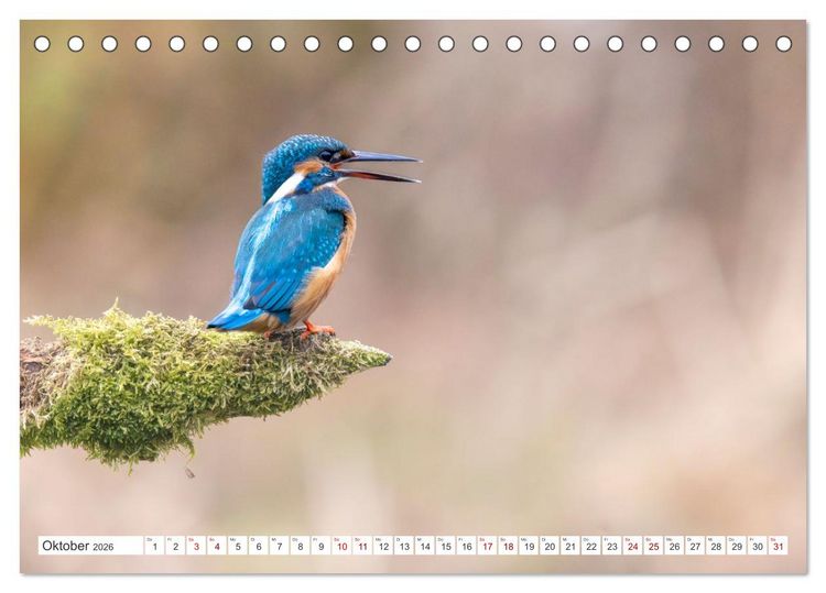 Produktbild: Der blaue Diamant - Fotos vom Eisvogel (Tischkalender 2026 DIN A5 quer), CALVENDO Monatskalender