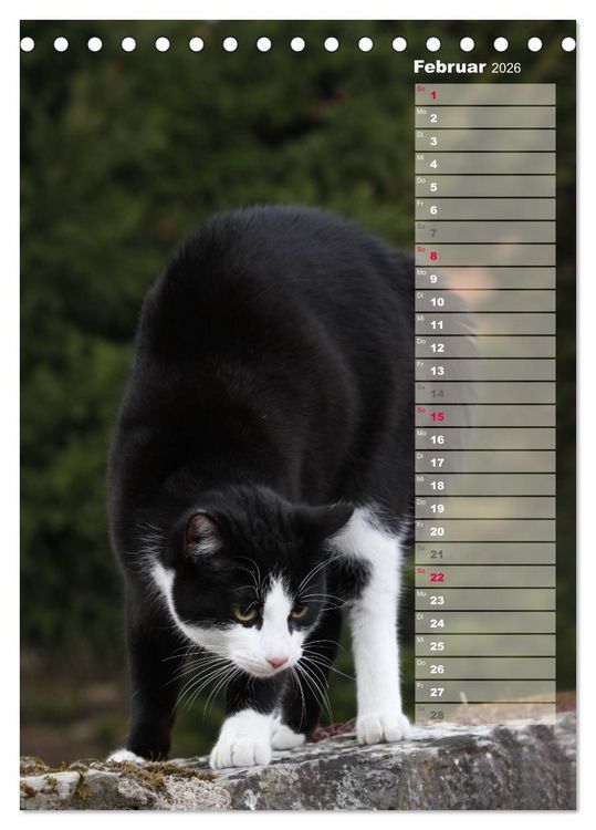 Produktbild: Hauskatzen (Tischkalender 2026 DIN A5 hoch), CALVENDO Monatskalender