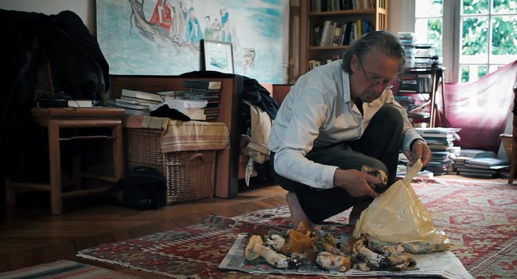 Produktbild: Peter Handke - Bin im Wald. Kann sein, da&szlig; ich mich versp&auml;te