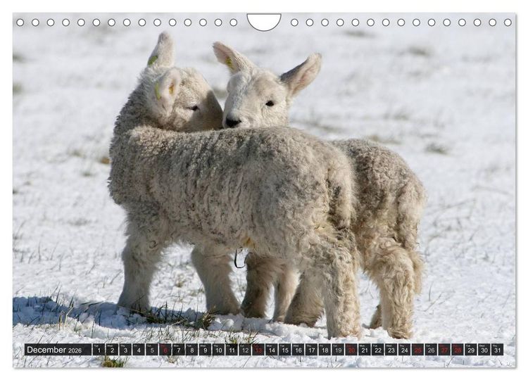 Produktbild: Sheep Portraits (Wall Calendar 2026 DIN A4 landscape), CALVENDO 12 Month Wall Calendar