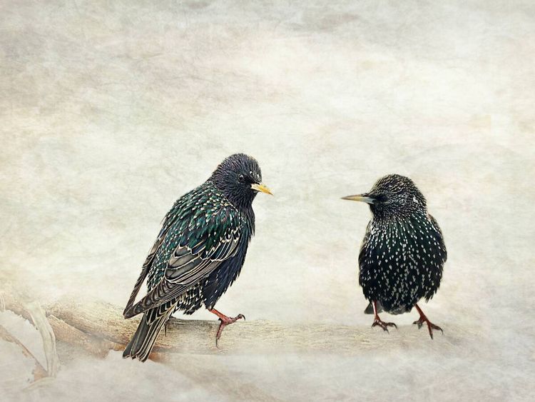 Produktbild: CALVENDO Puzzle Hast du schon geh&ouml;rt? | 1000 Teile Lege-Gr&ouml;&szlig;e 64x48cm Foto-Puzzle f&uuml;r gl&uuml;ckliche Stunden