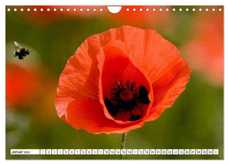 Produktbild: MohnTage (Wandkalender 2026 DIN A4 quer), CALVENDO Monatskalender
