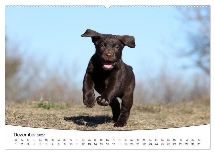 Produktbild: Welpen - Puppies (Wandkalender 2027 DIN A2 quer), CALVENDO Monatskalender