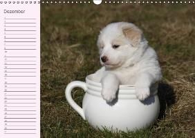 Produktbild: Border Collie-Welpen Geburtstagskalender (Wandkalender immerw&auml;hrend DIN A3 quer)