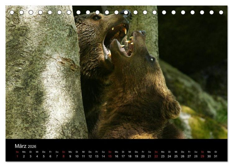 Produktbild: B&auml;ren im Nationalpark Bayerischer Wald (Tischkalender 2026 DIN A5 quer), CALVENDO Monatskalender