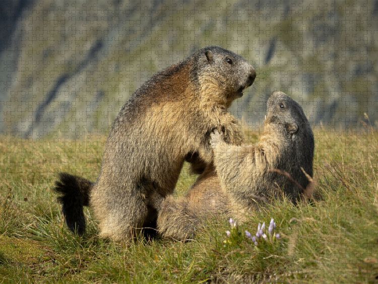 Produktbild: CALVENDO Puzzle Raufbolde | 2000 Teile Lege-Gr&ouml;&szlig;e 90x67cm Foto-Puzzle f&uuml;r gl&uuml;ckliche Stunden