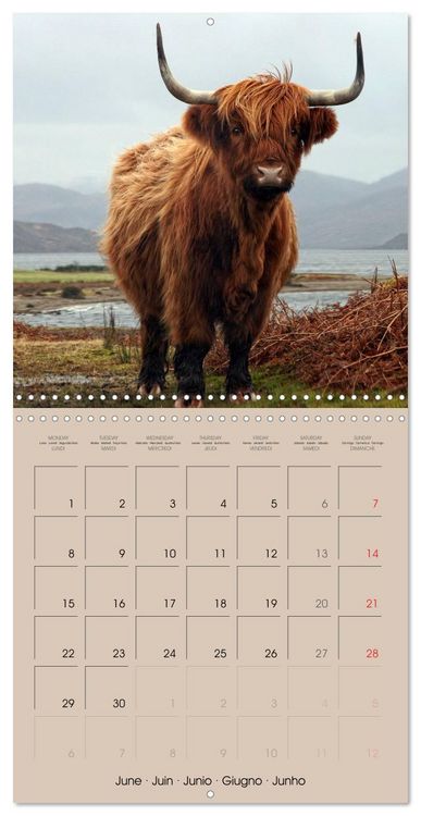 Produktbild: Highland Cows (Wall Calendar 2026 12 &times; 12 Inch) CALVENDO 12 Month Wall Calendar