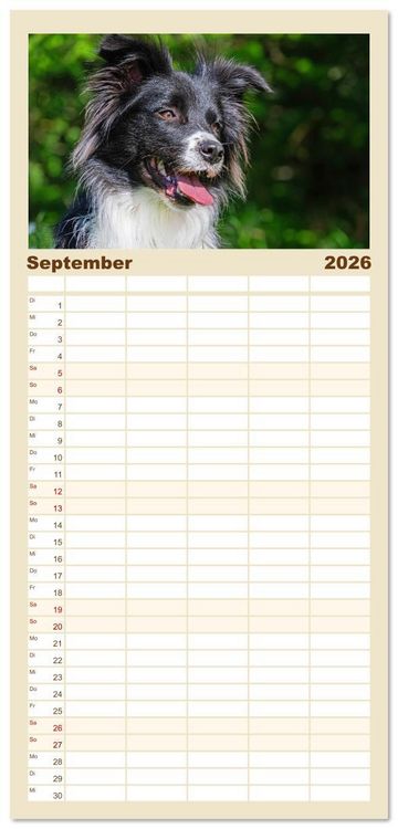 Produktbild: Familienplaner 2026 - Britische H&uuml;tehunde - Treue Freunde auf vier Pfoten mit 5 Spalten (Wandkalender, 21 x 45 cm) CALVENDO