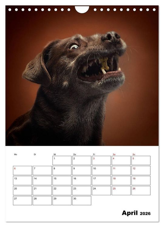 Produktbild: Fang das Leckerli (Wandkalender 2026 DIN A4 hoch), CALVENDO Monatskalender