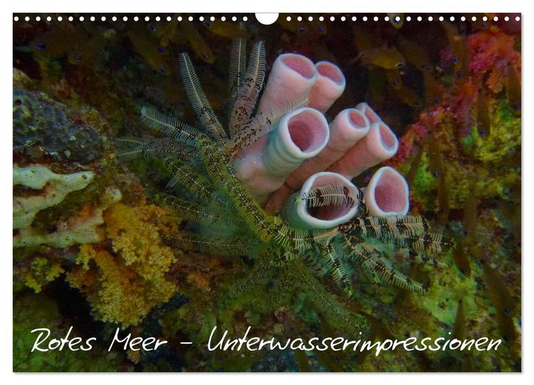 Produktbild: Rotes Meer - Unterwasserimpressionen (Wandkalender 2026 DIN A3 quer), CALVENDO Monatskalender