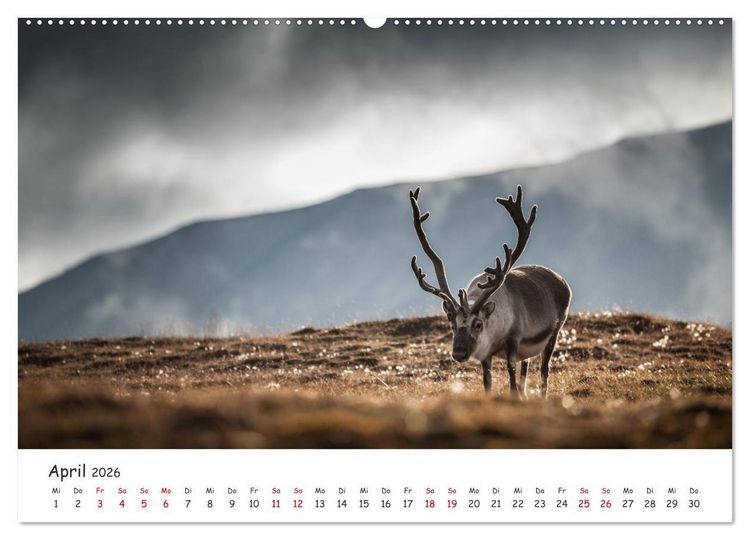 Produktbild: Rentiere (Wandkalender 2026 DIN A2 quer), CALVENDO Monatskalender