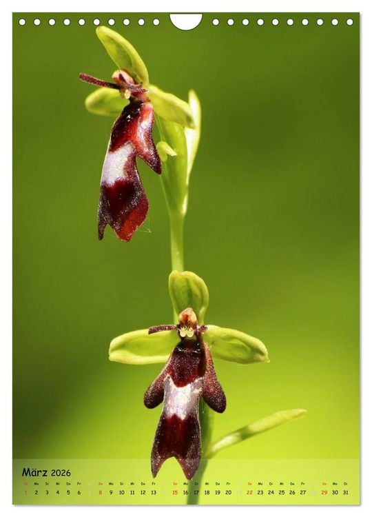 Produktbild: Juwelen der Natur - Ein Orchideensommer (Wandkalender 2026 DIN A4 hoch), CALVENDO Monatskalender
