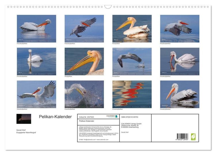 Produktbild: Pelikan-Kalender (Wandkalender 2026 DIN A2 quer), CALVENDO Monatskalender