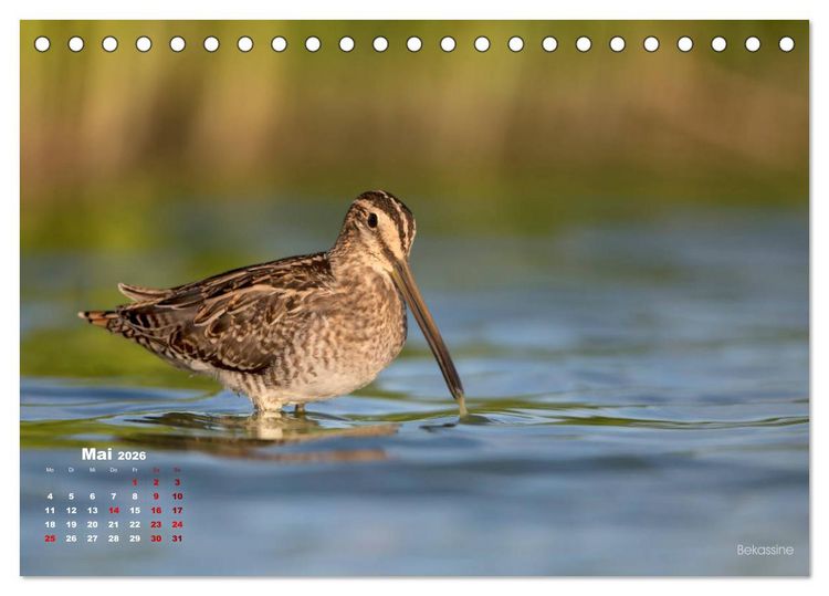 Produktbild: Wattv&ouml;gel an der Friesischen IJsselmeerk&uuml;ste (Tischkalender 2026 DIN A5 quer), CALVENDO Monatskalender