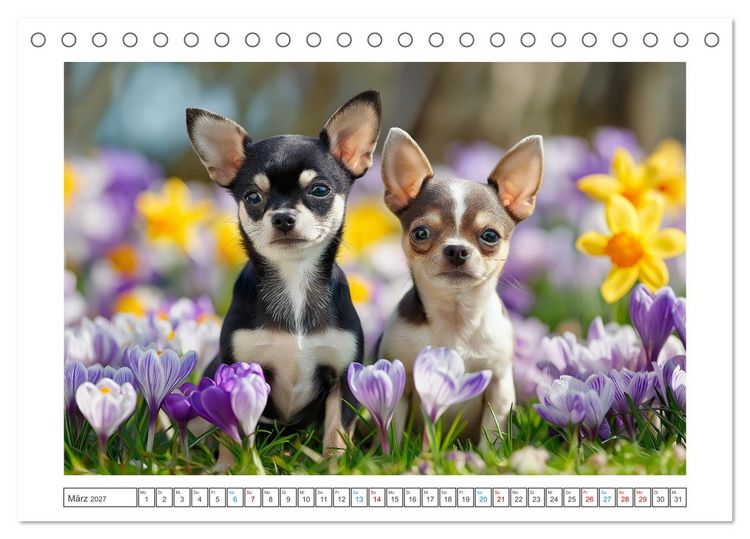 Produktbild: Chihuahua Gl&uuml;cksmomente (Tischkalender 2027 DIN A5 quer), CALVENDO Monatskalender