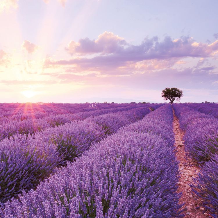 Produktbild: Blumen / Flowers 2027