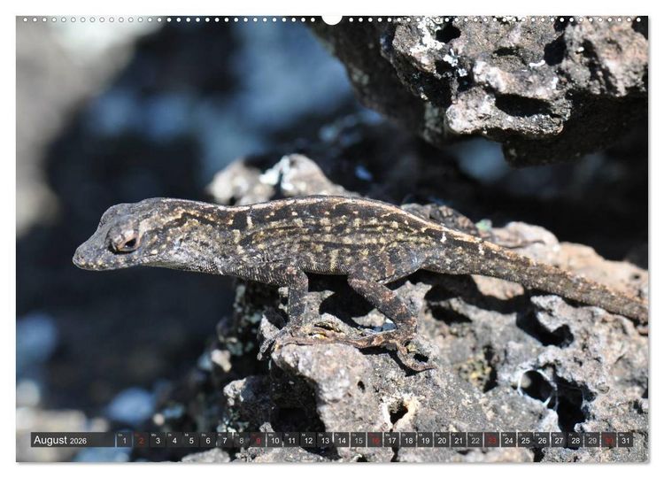 Produktbild: Wilde Fauna - Reptilien (hochwertiger Premium Wandkalender 2026 DIN A2 quer), Kunstdruck in Hochglanz