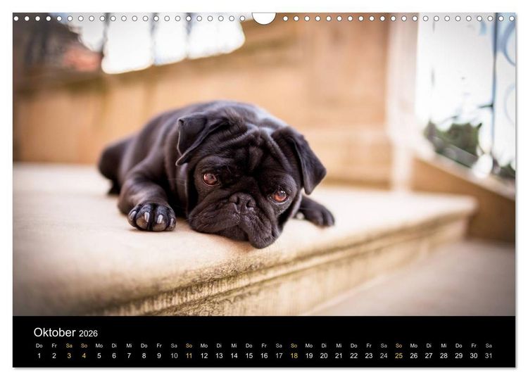 Produktbild: Diesel, der schwarze Mops (Wandkalender 2026 DIN A3 quer), CALVENDO Monatskalender