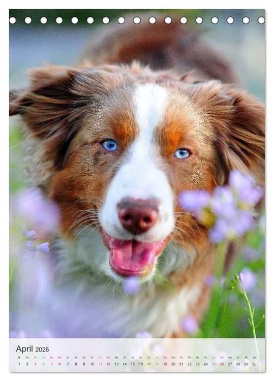Produktbild: Hundepers&ouml;nlichkeiten (Tischkalender 2026 DIN A5 hoch), CALVENDO Monatskalender