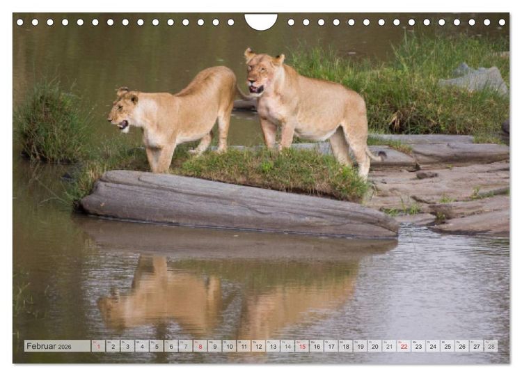 Produktbild: Emotionale Momente: Afrika Wildlife Part 2 / CH-Version (Wandkalender 2026 DIN A4 quer), CALVENDO Monatskalender
