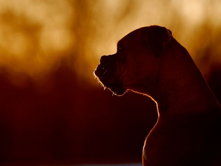 Produktbild: CALVENDO Puzzle Hund im Sonnenuntergang 1000 Teile Puzzle quer | 1000 Teile Lege-Gr&ouml;&szlig;e 64 &times; 48 cm Foto-Puzzle f&uuml;r gl&uuml;ckliche Stunden