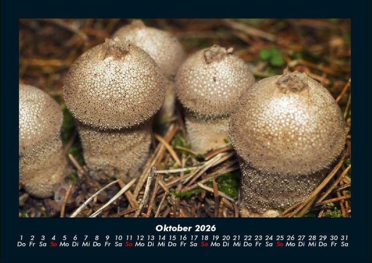 Produktbild: Pilzkalender 2026 Fotokalender DIN A4