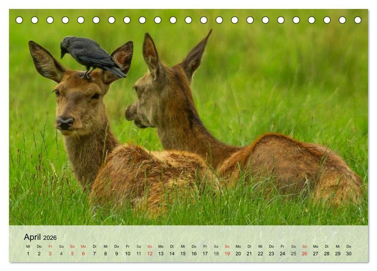 Produktbild: Rotwild. Edle Hirsche, stolze K&uuml;he (Tischkalender 2026 DIN A5 quer), CALVENDO Monatskalender