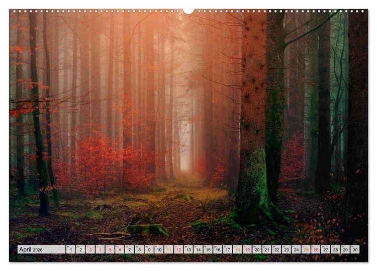 Produktbild: Wald - mystische Spazierg&auml;nge (Wandkalender 2026 DIN A2 quer), CALVENDO Monatskalender