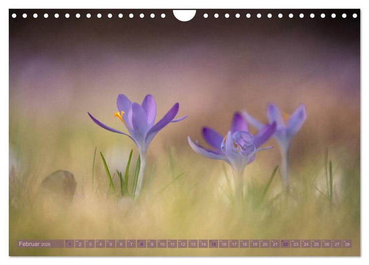 Produktbild: Natursch&ouml;nheiten - mit Bl&uuml;ten und Pflanzen durch das Jahr (Wandkalender 2026 DIN A4 quer), CALVENDO Monatskalender