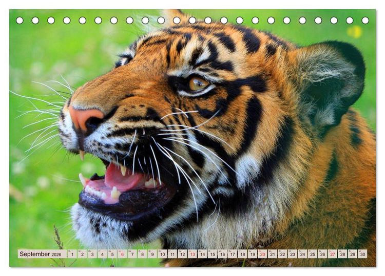 Produktbild: Tiger. Gestreift, wild u. sch&ouml;n (Tischkalender 2026 DIN A5 quer), CALVENDO Monatskalender