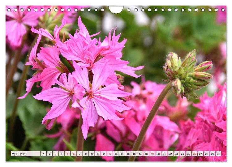 Produktbild: Pelargonien. Die Klassiker unter den Bl&uuml;hwundern (Wandkalender 2026 DIN A4 quer), CALVENDO Monatskalender