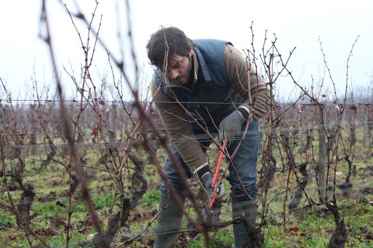 Produktbild: Der Wein und der Wind