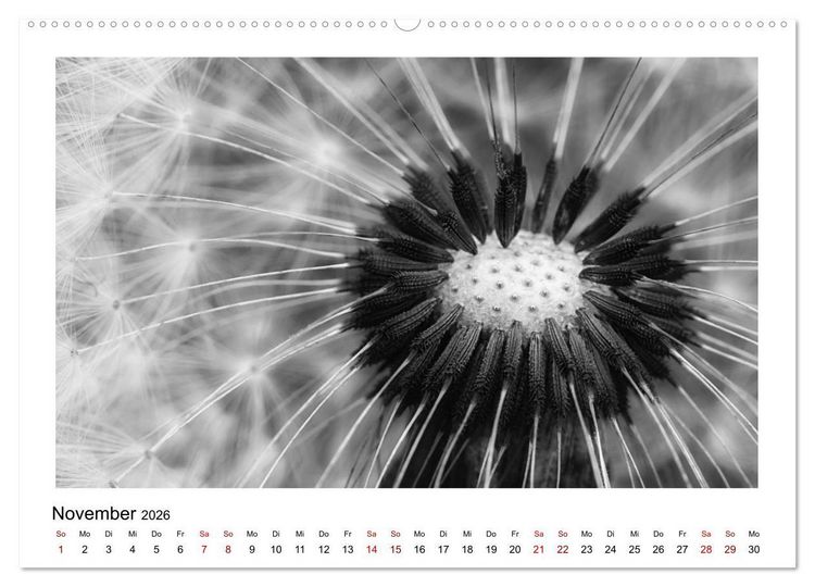 Produktbild: Die grafische Sch&ouml;nheit der Pflanzen &ndash; Schwarz-Wei&szlig; (Wandkalender 2026 DIN A2 quer), CALVENDO Monatskalender