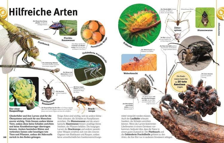 Produktbild: Unsere Welt in 1000 Bildern. Insekten