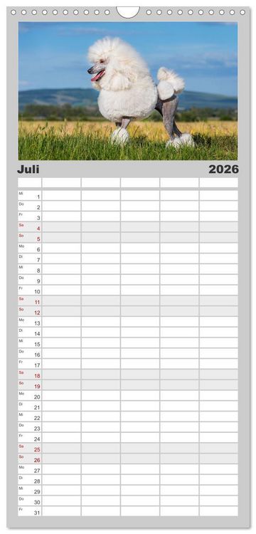 Produktbild: Familienplaner 2026 - Pudel - Gl&uuml;ck auf vier Pfoten mit 5 Spalten (Wandkalender, 21 x 45 cm) CALVENDO