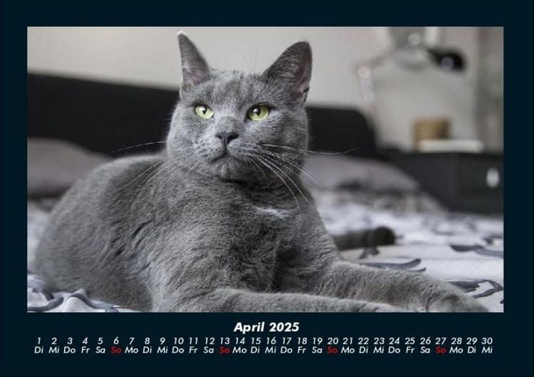 Produktbild: F&uuml;r Katzenfreunde 2025 Fotokalender DIN A4